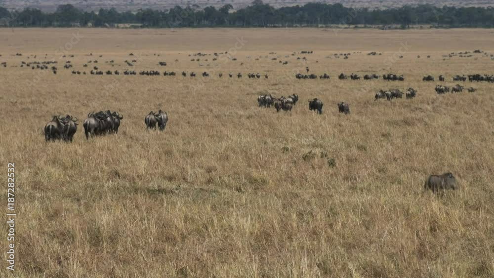 lines of wildebeest walk towards the mara river on their annual migration in masai mara, kenya