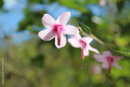 pink Caesar weed, Urena flower photo