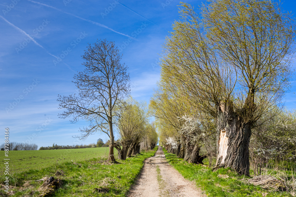 Green spring landscape with country road and trees with old trunks Green spring landscape with country road and trees with old trunks
