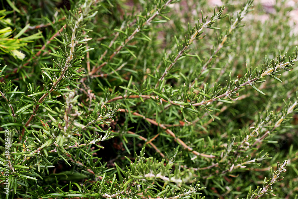 Naklejka premium Rosemary bush