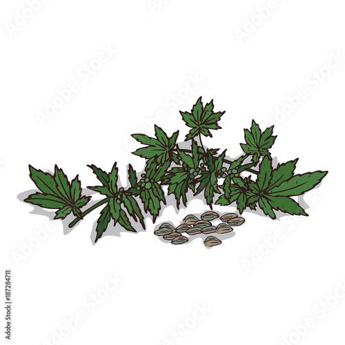 Isolated clipart of plant Hemp on white background. Botanical drawing of herb Cannabis sativa with leaves and seeds