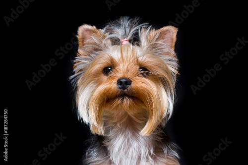 Miniature dog breed Yorkshire Terrier with an elastic band on his hair portrait close-up on a black
