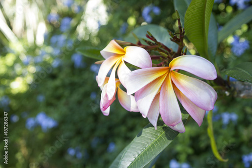 frangipanis flowers in garden la mortella ischia