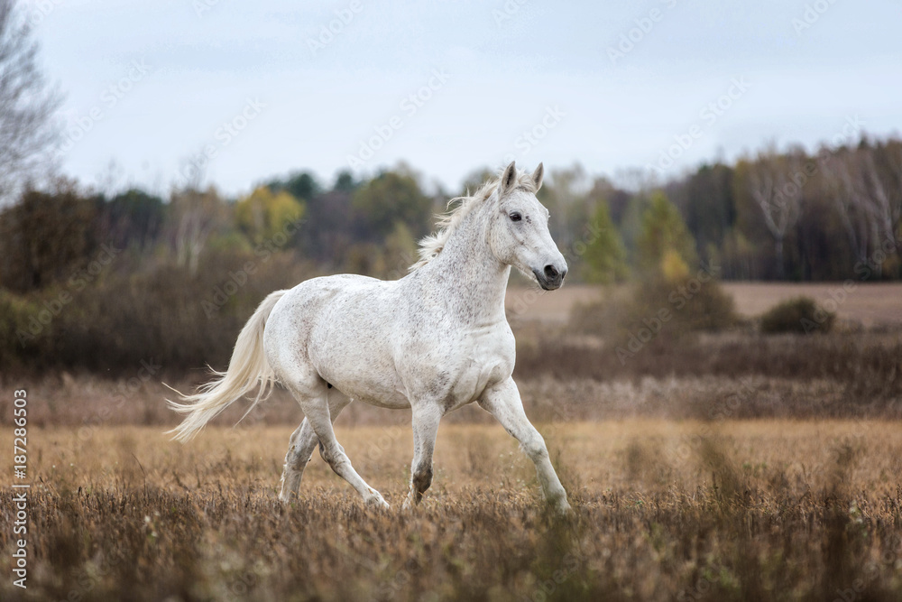 Purebred Arabian horse running free on a meadow. Purebred Arabian horse running free on a meadow.