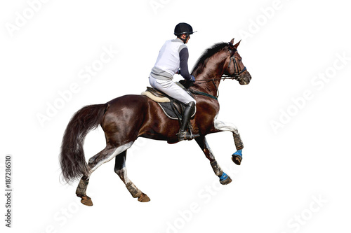 Equestrian rider isolated on white background.