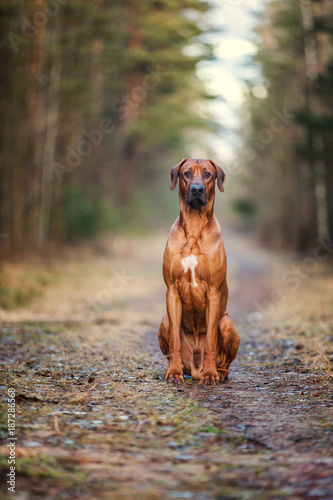 Fototapeta Naklejka Na Ścianę i Meble -  Portrait of a Rhodesian ridgeback dog in an autumn forest.