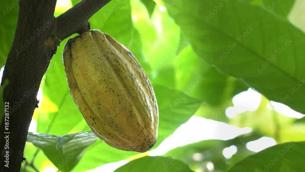 close up of a yellow cacao pod on a tree in ecuador