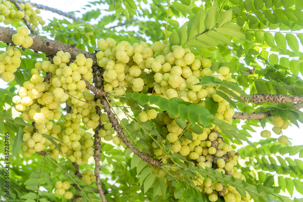 Many gooseberry fruits are at the branch.