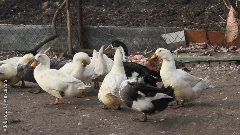 The farming of ducks for meat. A small farm The farming of ducks for meat. A small farm