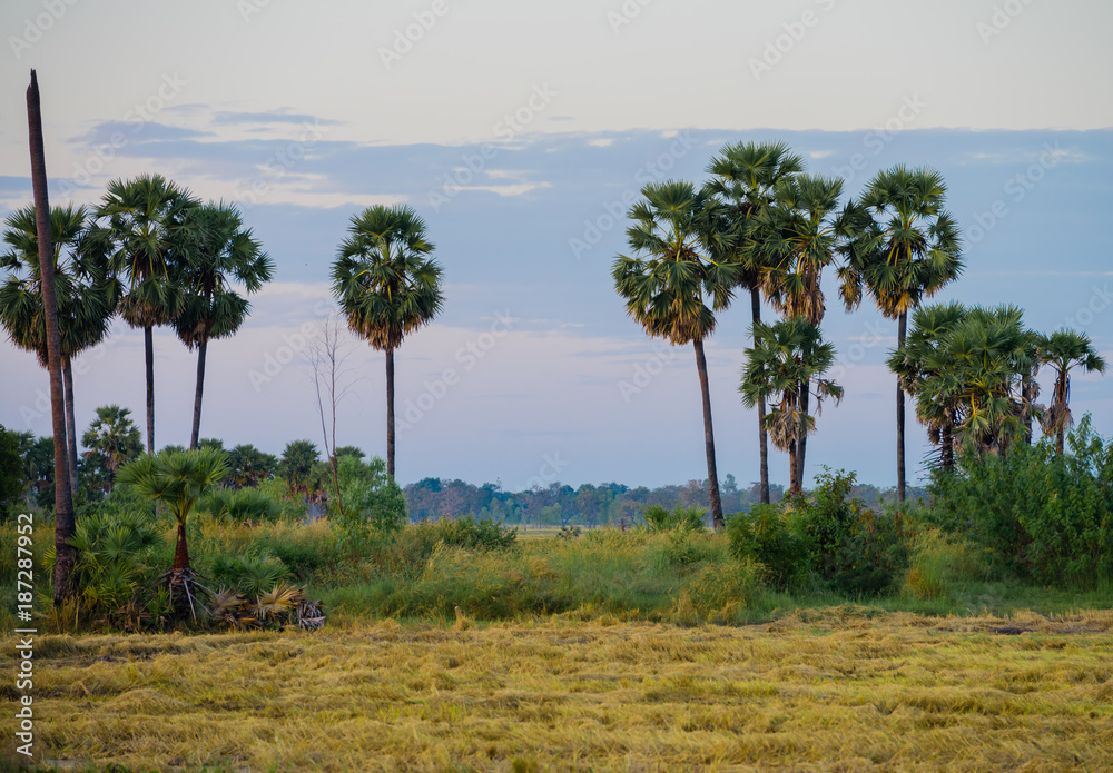 palm tree in the rice field after harvest season in Thailand