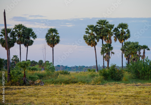 palm tree in the rice field after harvest season in Thailand