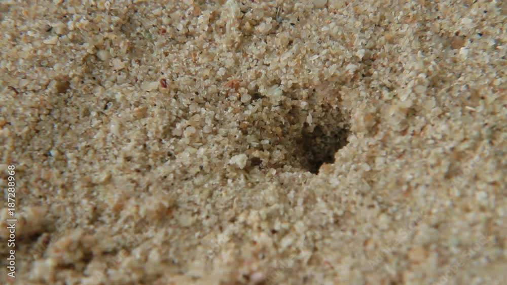 Tiny crab crawls out of hole. Sand beach on Phuket island, Thailand. Tiny crab crawls out of hole. Sand beach on Phuket island, Thailand.