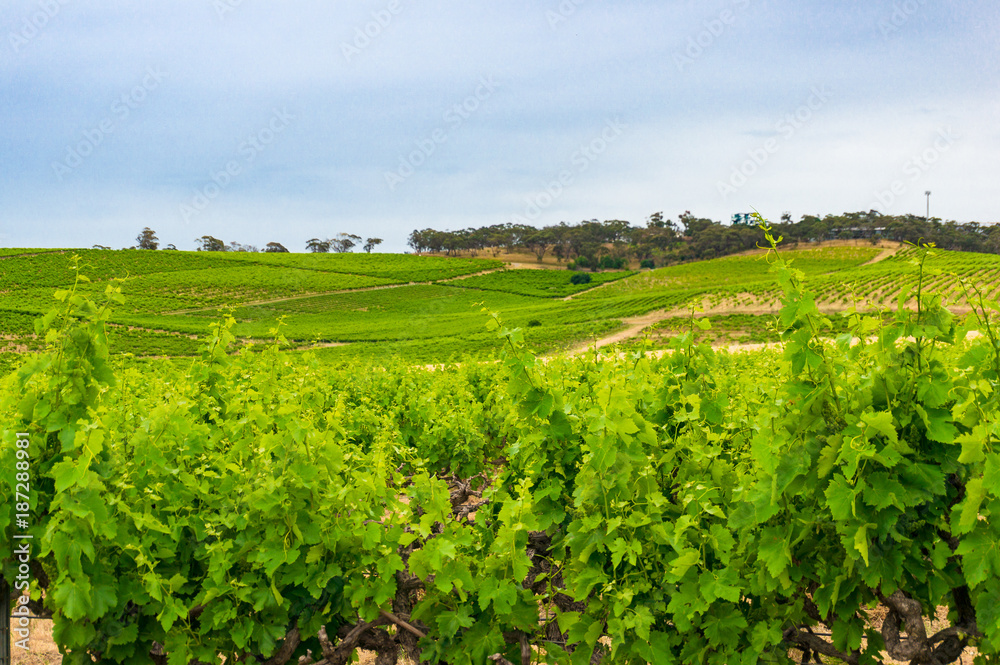 Spectacular vinery landscape with green grape vine plants
