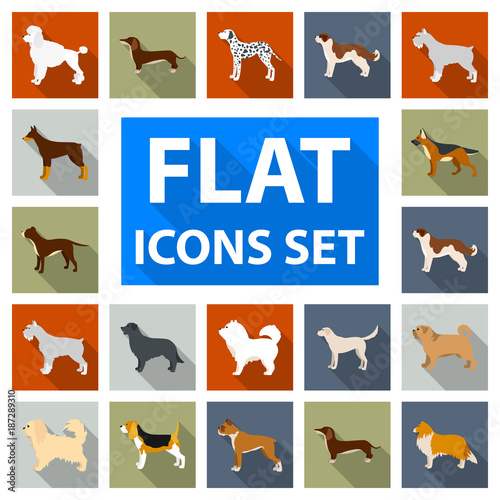 Dog breeds flat icons in set collection for design.Dog pet vector symbol stock web illustration. photo