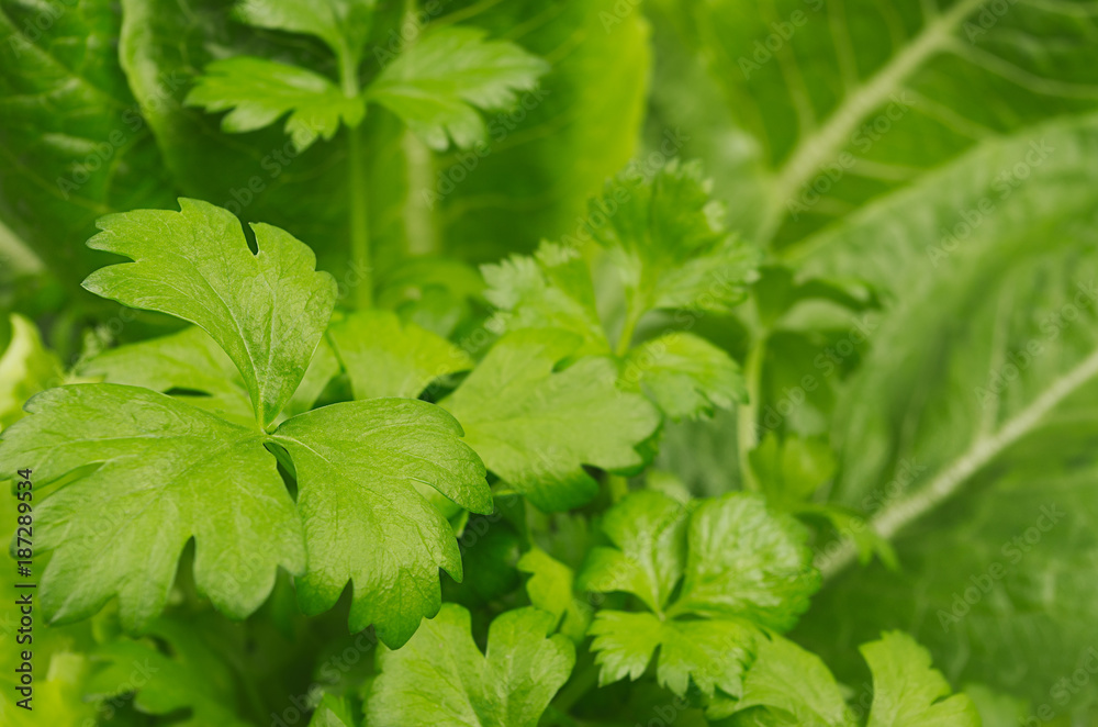 Salad, spinach, parsley leaves, closeup, blur, texture. Salad, spinach, parsley leaves, closeup, blur, texture.