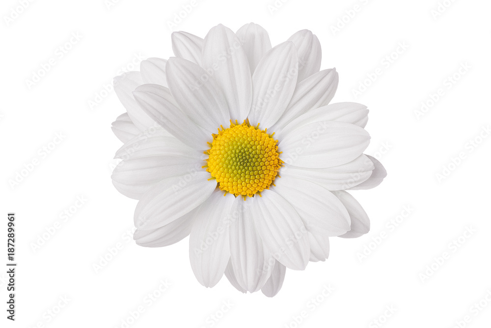 chamomile flower beautiful and delicate on white background