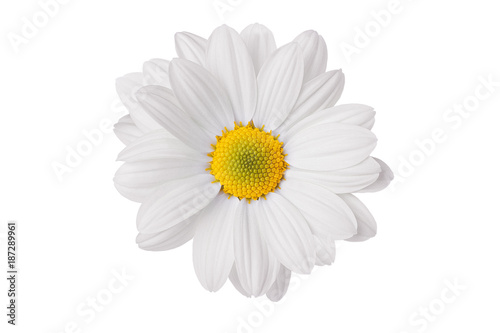 chamomile flower beautiful and delicate on white background