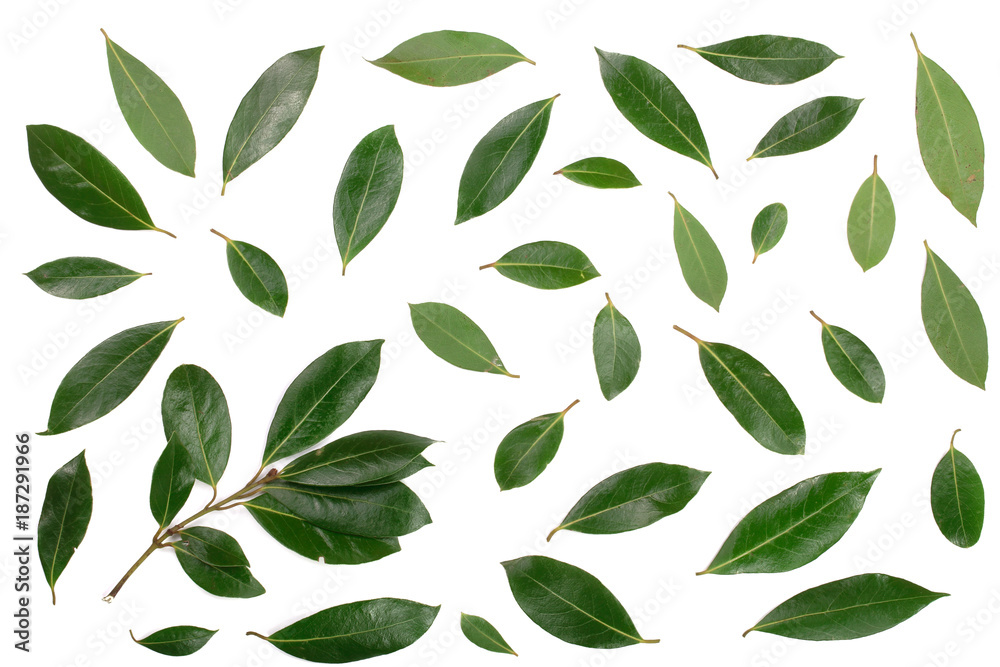 laurel isolated on white background. Fresh bay leaves. Top view. Flat lay pattern