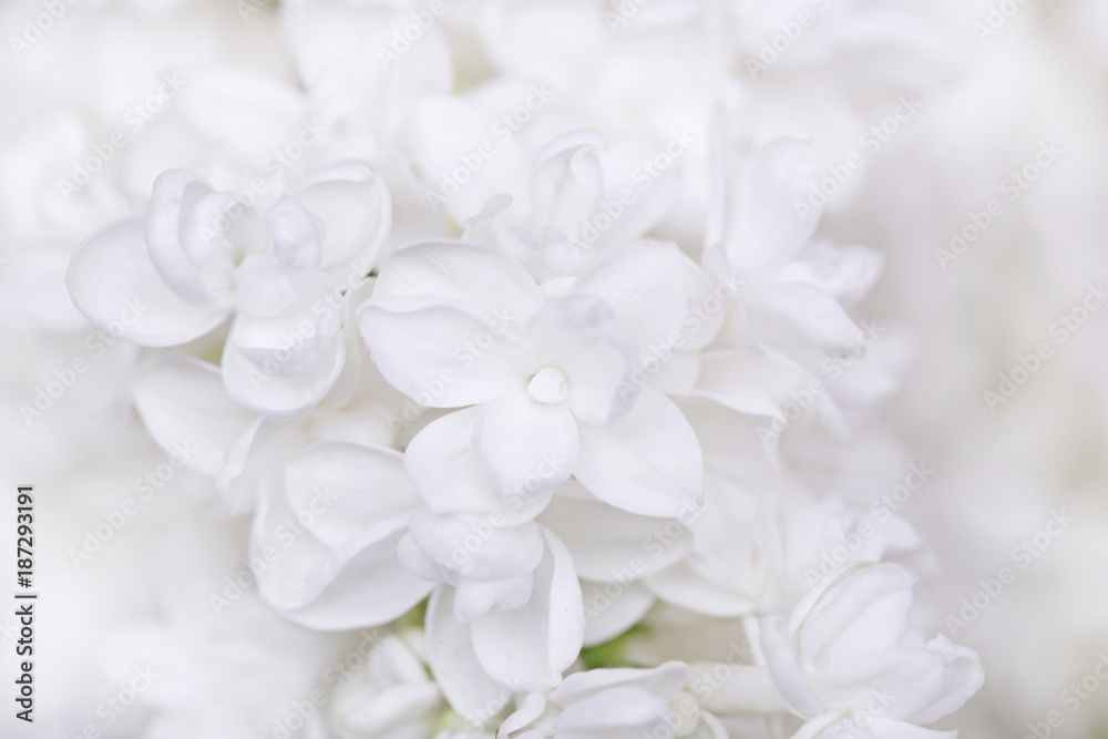 Lilac flowers. white lilac on a light background.Spring Lilac flowers. white lilac on a light background.Spring