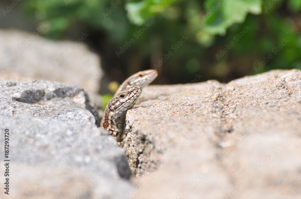 Podarcis muralis, Common wall lizard on stone wall Podarcis muralis, Common wall lizard on stone wall