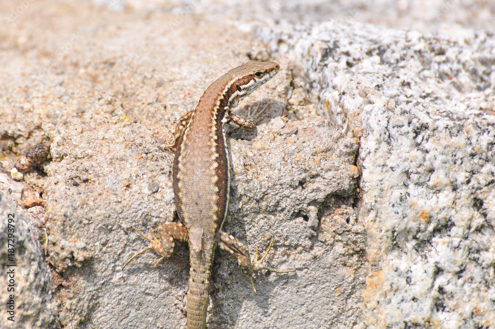 Podarcis muralis, Common wall lizard on stone wall Podarcis muralis, Common wall lizard on stone wall