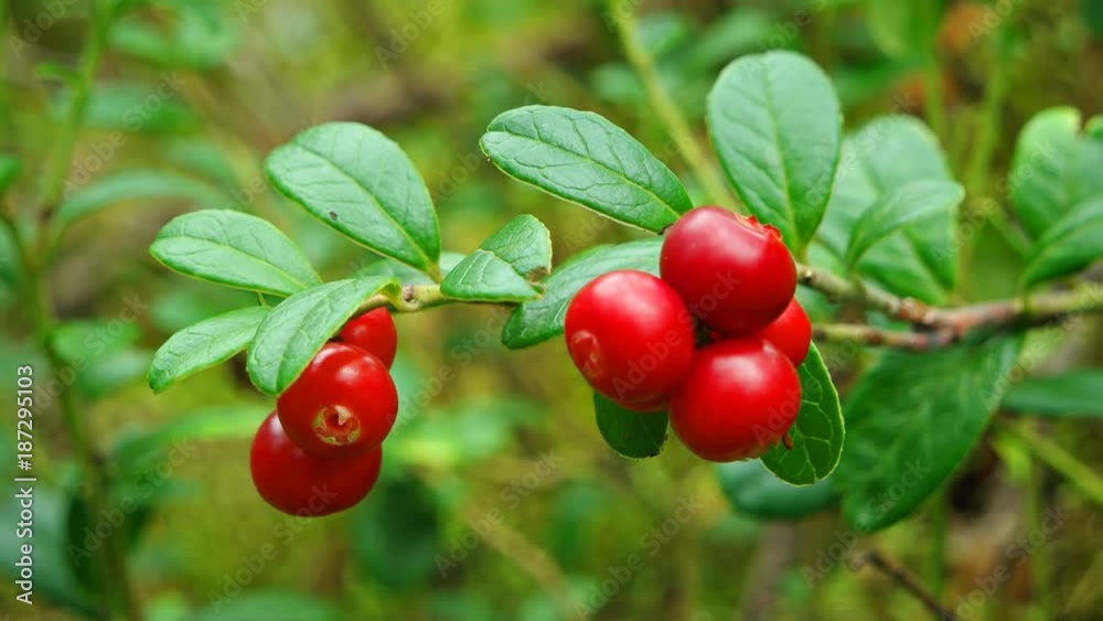 Wild Lingonberries on a Bush in the Forest Wild Lingonberries on a Bush in the Forest
