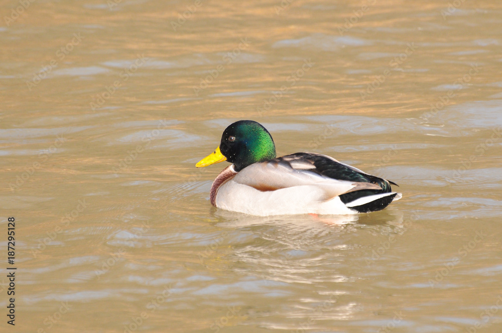 Duck - Mallard (Male), mallard, eurasian wild duck, Anas platyrhynchos Duck - Mallard (Male), mallard, eurasian wild duck, Anas platyrhynchos