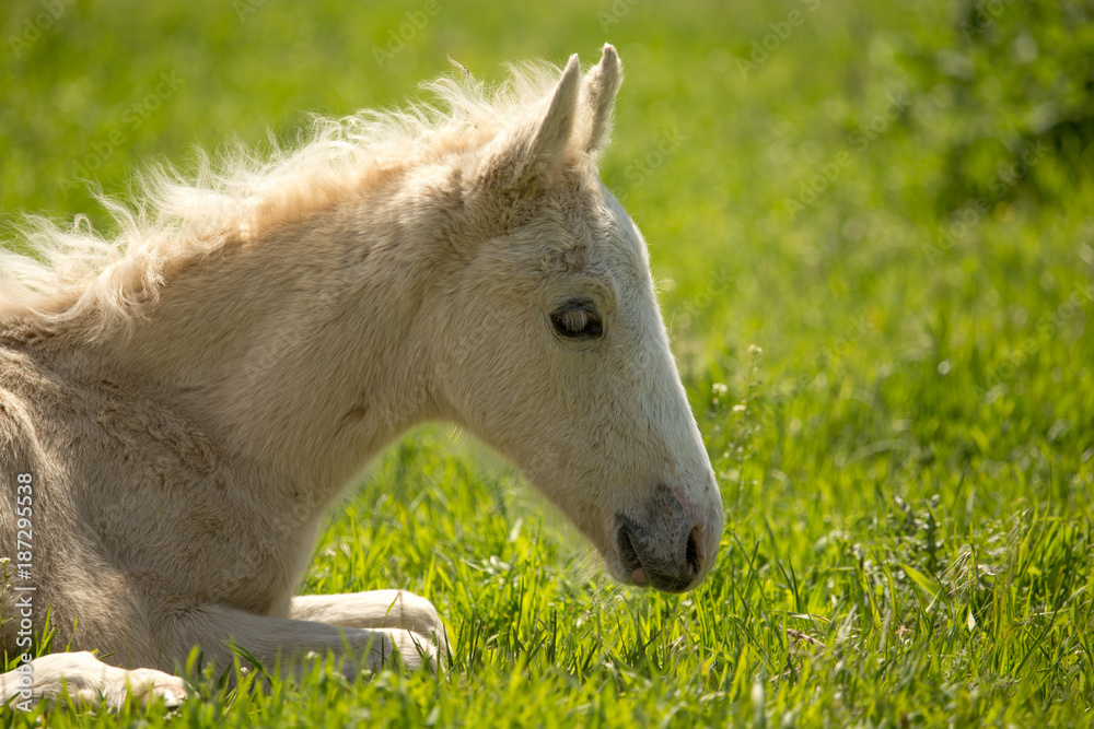little horse lies on the green grass little horse lies on the green grass