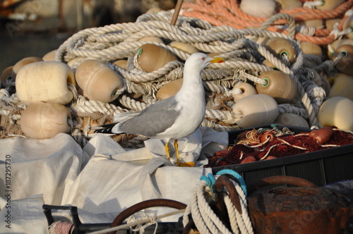 seagull in Camogli  Liguria  Italy