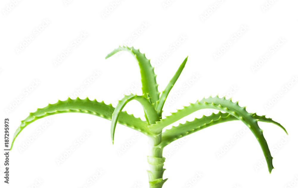 Naklejka premium aloe vera fresh leaf. (selective focus)