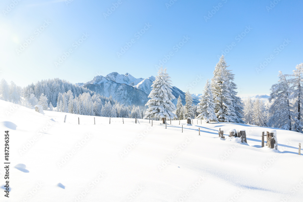 Fototapeta premium Trees covered with frost and snow in mountains. Austrian Alps