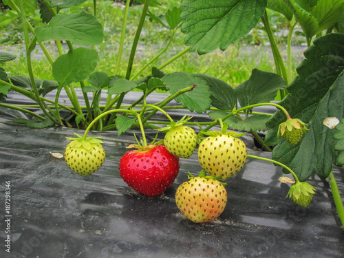 Куст красная спелая клубника грозди с зелеными листьями и ягодами 