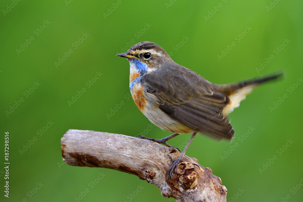 Beautiful brown bird with bright blue and orange feathers on neck perching on top log in nature over green blur background, Siberian Bluethroat (Luscinia svecica) Beautiful brown bird with bright blue and orange feathers on neck perching on top log in nature over green blur background, Siberian Bluethroat (Luscinia svecica)