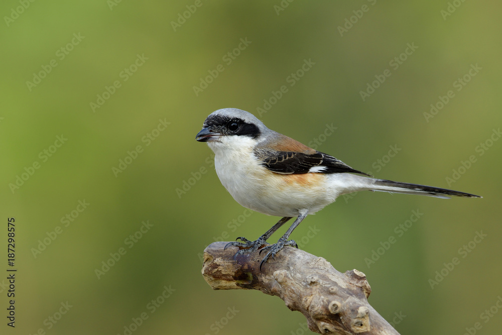 Obraz premium Beautiful grey bird with brown and black wings perching on wooden branch over green background, Bay-backed shrike (Lanius vittatus)