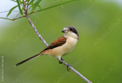 Beautiful brown to grey bird in nature with details of her feathers while perching compose on wood stick over blur green background, Burmese Shrike (Lanius collurioides)