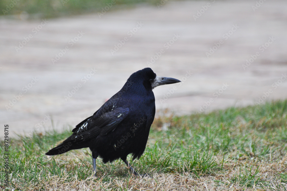 Birds - Rook (Corvus frugilegus) in the grass 