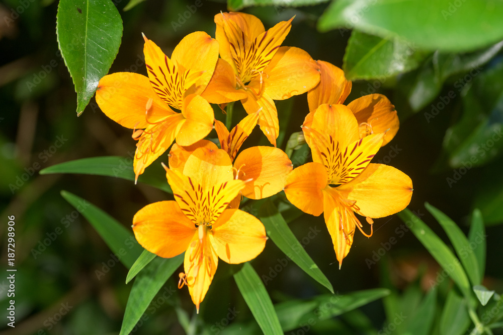 Yellow striped lillies Yellow striped lillies