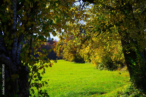 Fototapeta Naklejka Na Ścianę i Meble -  Buntes Herbstlaub in leuchtenden Farben