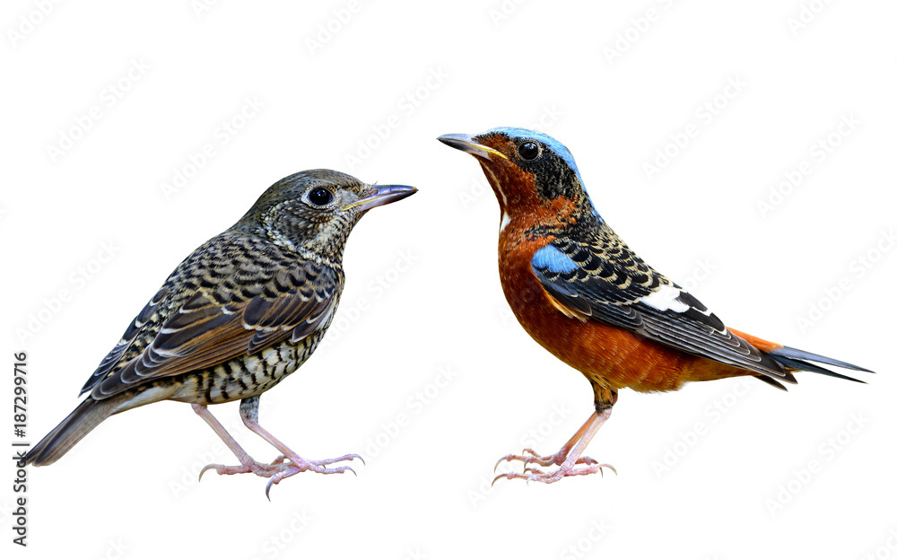 Fototapeta premium Pair of White-throated Rock Thrush (Monticola gularis) grey and dark brown bird species in Muscicapidae family order Passeriformes, fasinated sweet animal