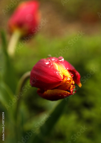 A tulip sits in a raindrop