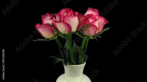 Wallpaper Mural Time-lapse of growing, opening and rotating red-white Blush roses in a vase 1x1 in PNG+ format with ALPHA transparency channel isolated on black background Torontodigital.ca