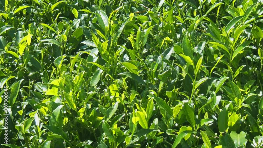 Closeup of Tea Bushes on a Sri Lankan Farm Closeup of Tea Bushes on a Sri Lankan Farm