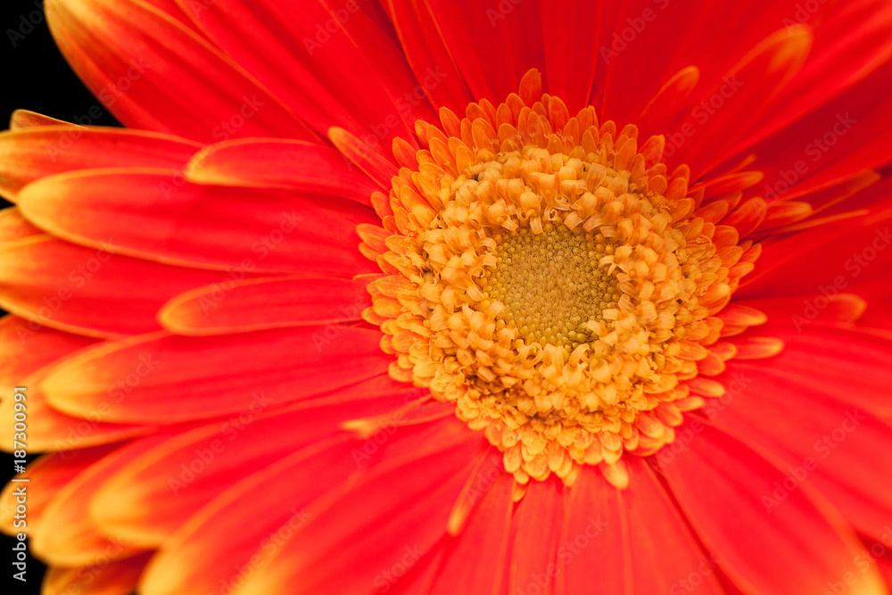 bright unusual red gerbera with yellow border on petals bright unusual red gerbera with yellow border on petals
