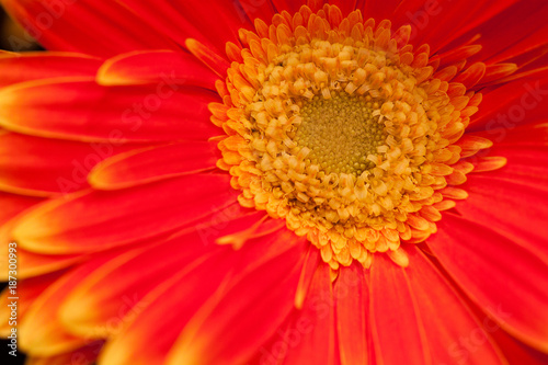bright unusual red gerbera with yellow border on petals
