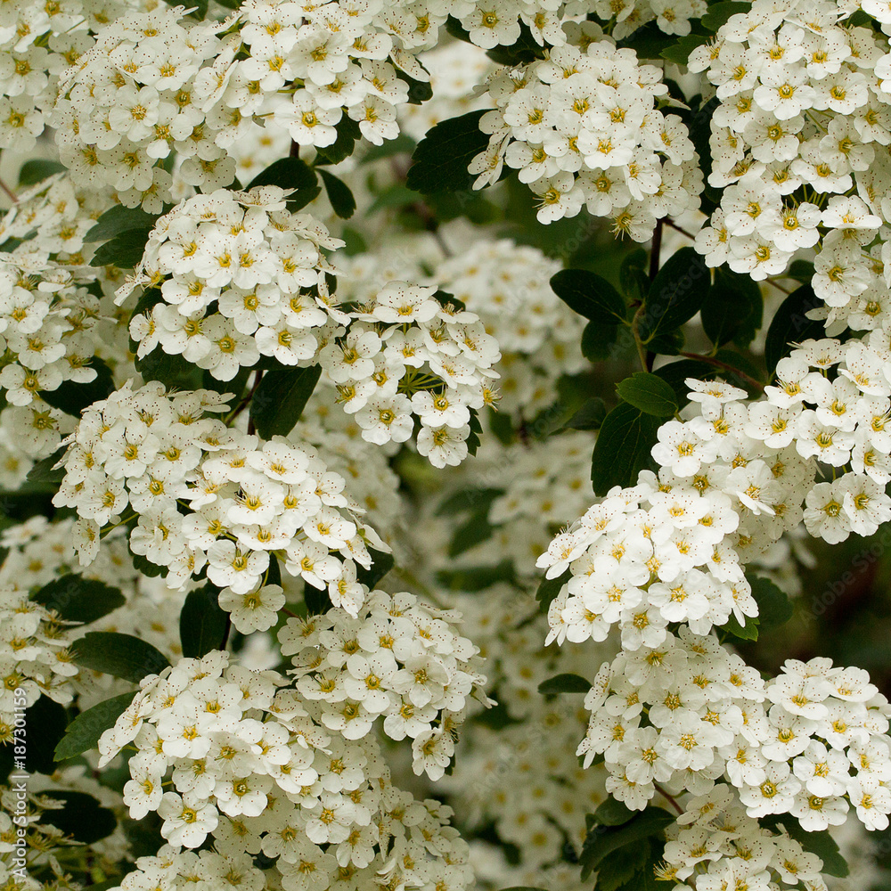 lush branches of spiraea with inflorescences of small white flowers