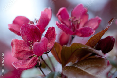 sakura branch with beautiful burgundy flowers