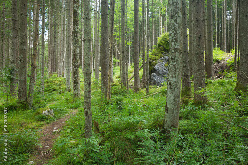 Obraz premium Magiczny las nad Hintersee