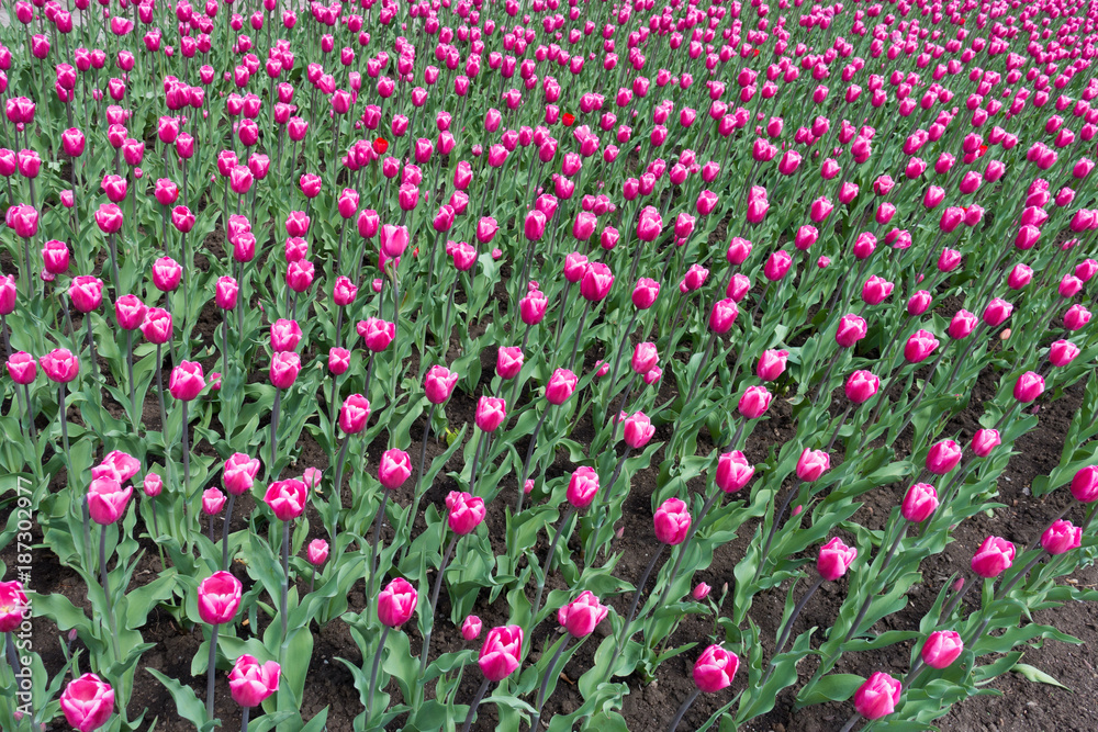 Flowerbed covered with pink tulip flowers