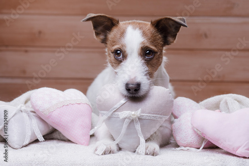 Cute Jack Russell Terrier. Valentine's day. © annaav