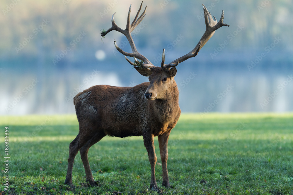 Deer - Cerf Deer - Cerf